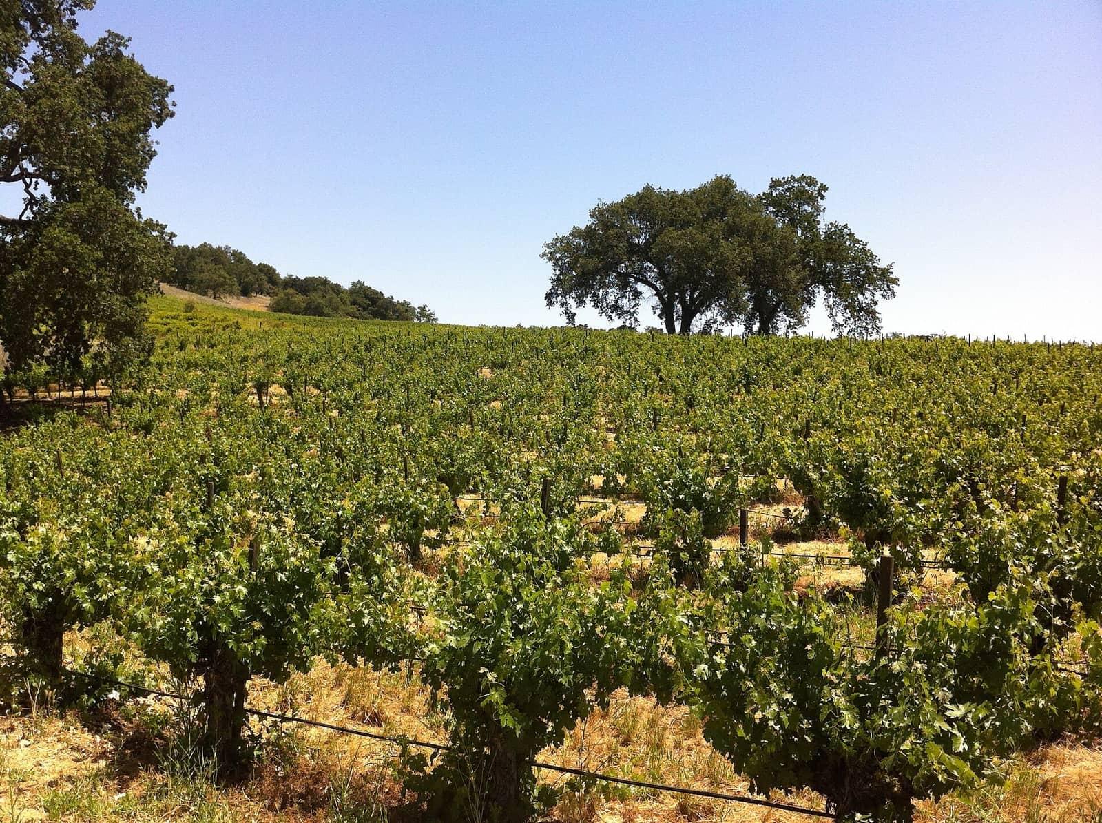 Paso Robles