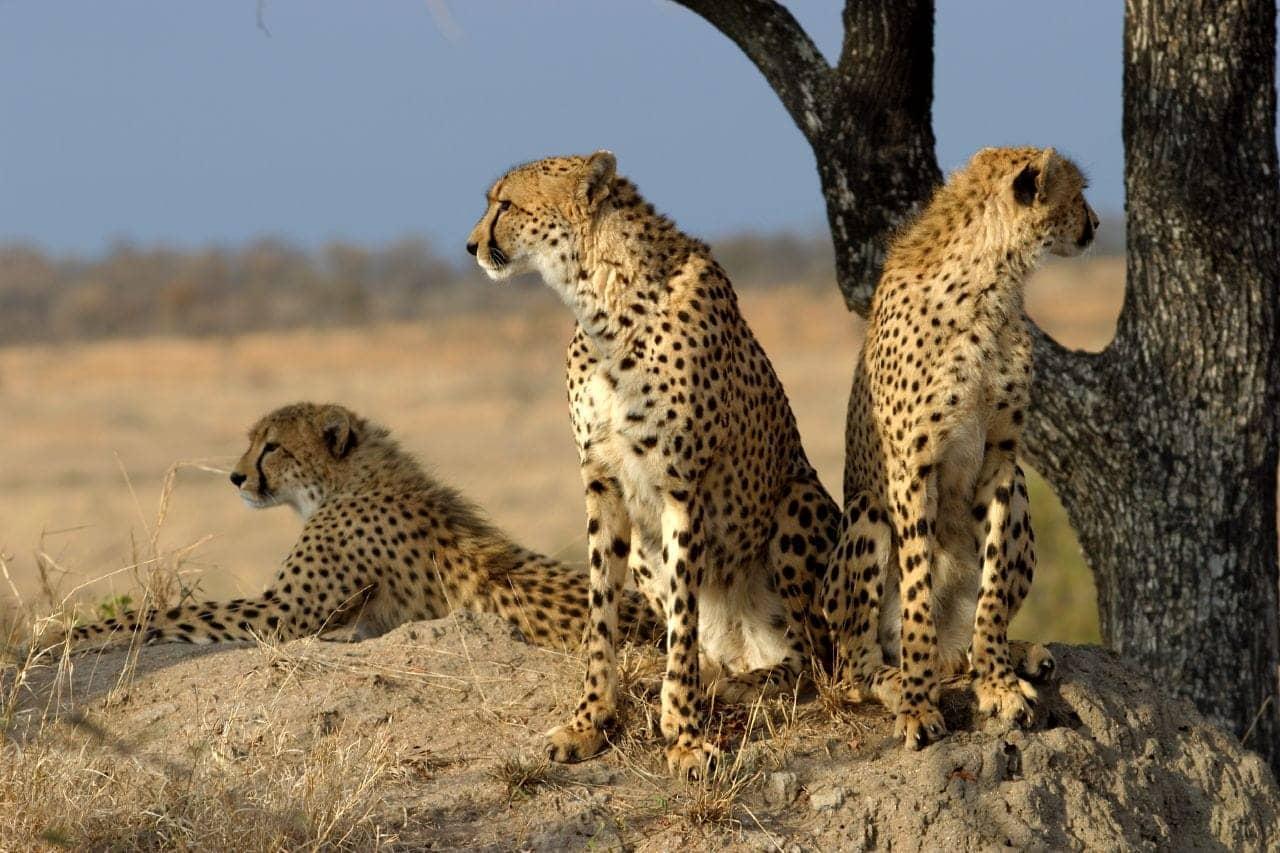 Sabi Sands & Mala Mala Game Reserve