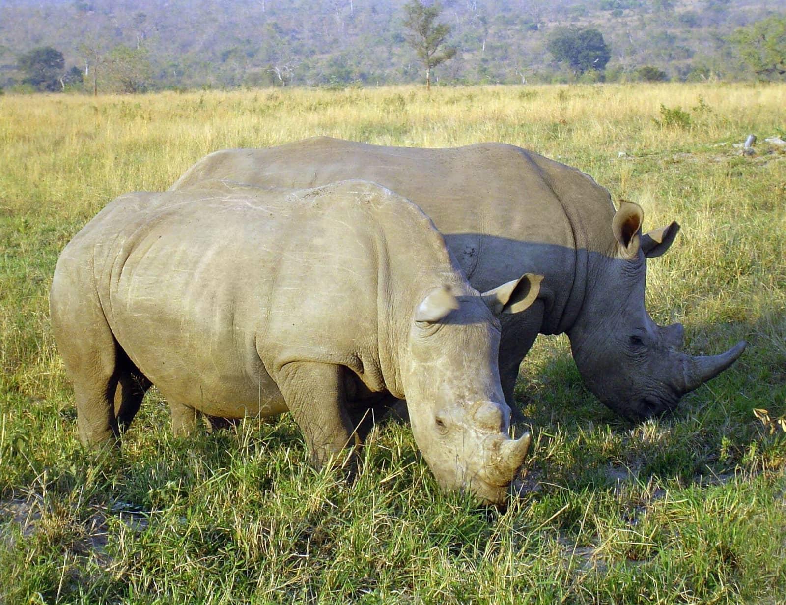 South Africa